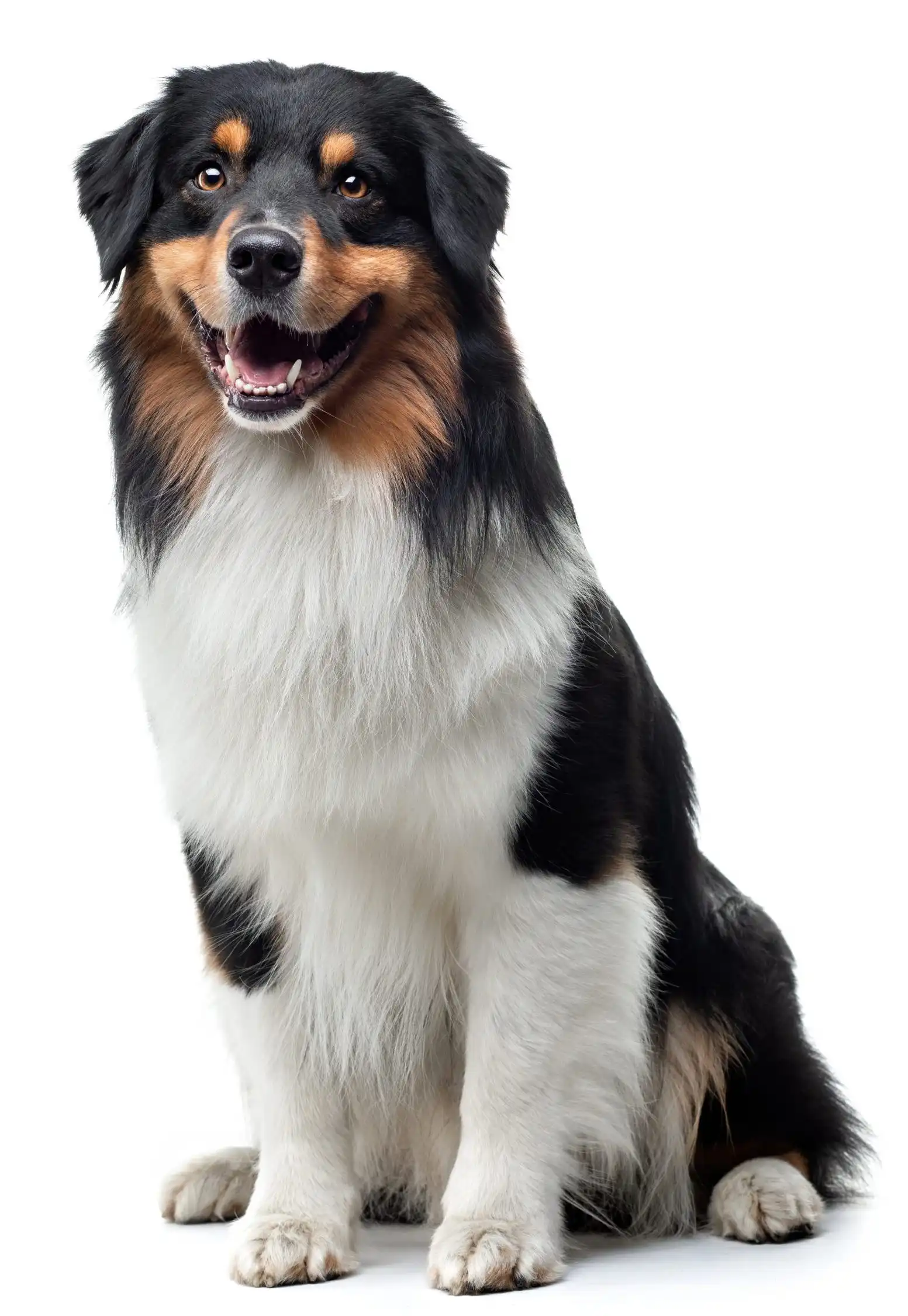 Image of a dog with a sign around his neck that writes: Welcome